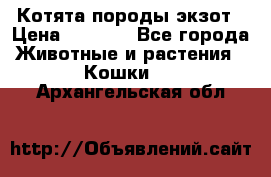 Котята породы экзот › Цена ­ 7 000 - Все города Животные и растения » Кошки   . Архангельская обл.